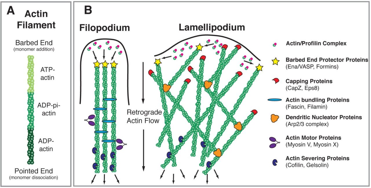 Diagram of different forms actin can take within a cell