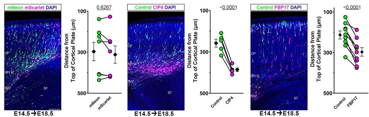 Example images and graphs demonstrating that sustained expression of CIP4 and FBP17 both lead to decreases in migration