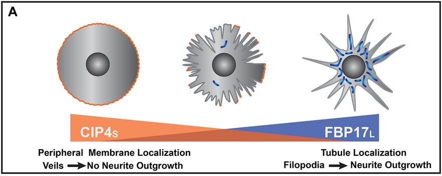Cartoon showing opposing function of CIP4 and FBP17 on developing mouse cortical neurons