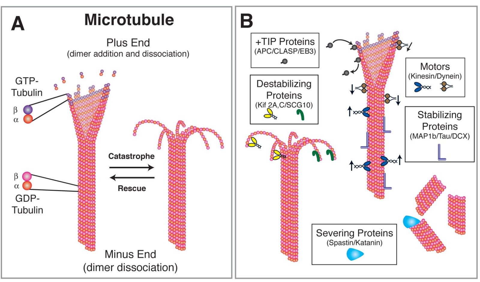 Diagram of microtubule assembly and dissassembly