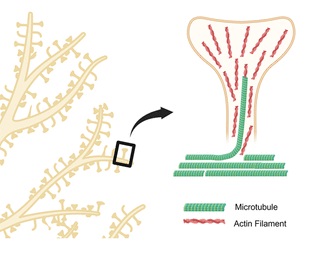 Cartoon demonstrating a microtubule polymerizing into a dendritic spine