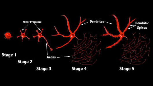 Visualization of the different stages of neuronal development