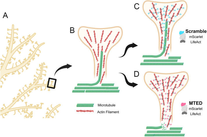 Image depicting microtubules failing to invade a dendritic spine when MTED is present